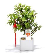 טו בשבט - צמחים ועציצים