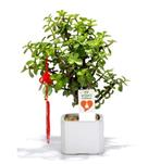 טו בשבט - צמחים ועציצים