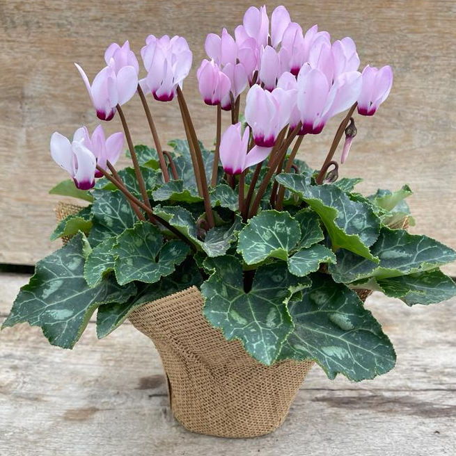 עציץ רקפת ארוז בבד יוטה.