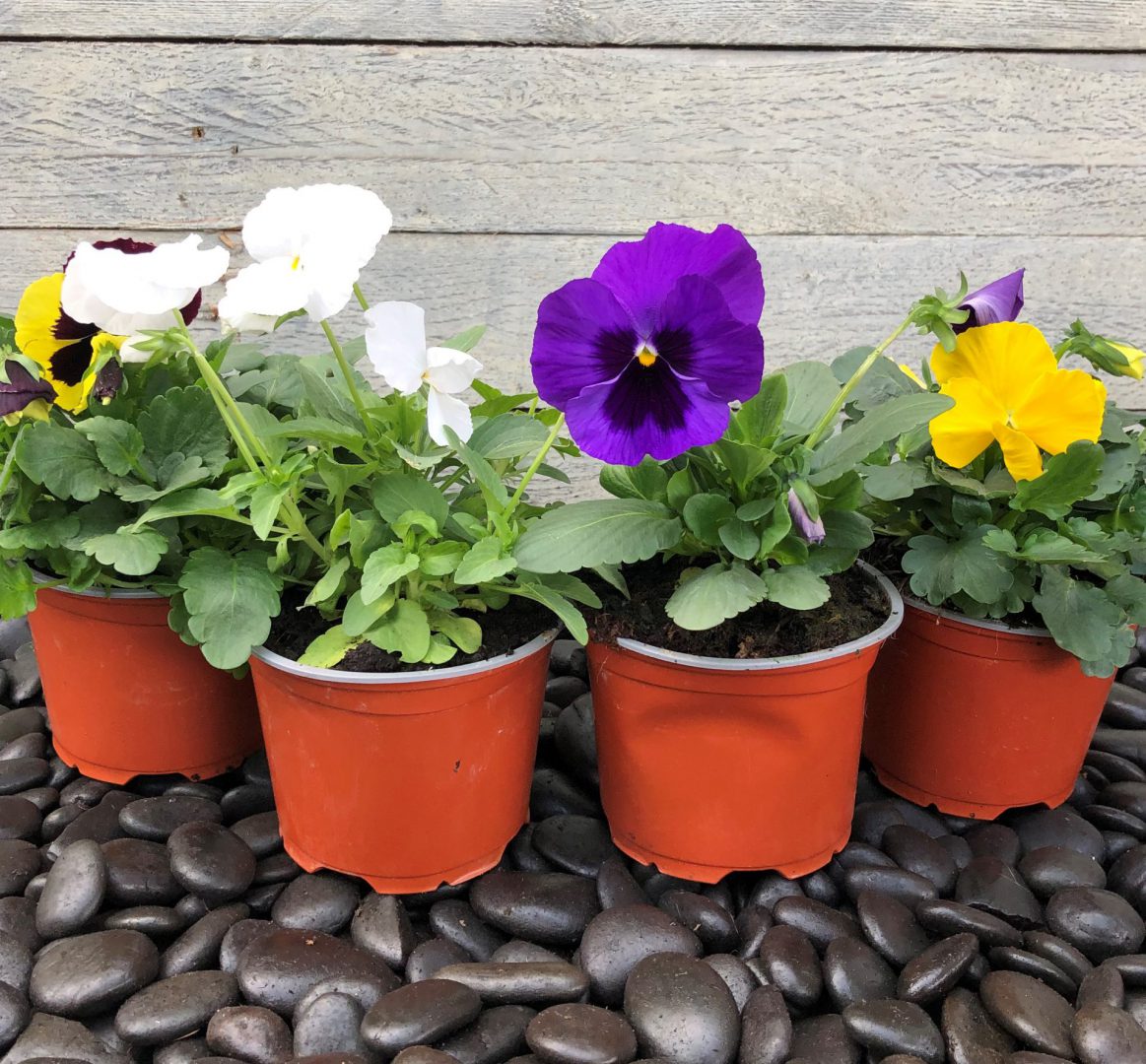 אמנון ותמר בכלי פלסטיק צבעוני. 
הערכה כוללת מיני כף שתילה.