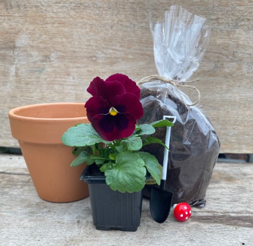 אמנון ותמר בכד טרקוטה + פטריה + מיני כף שתילה. 
ארוז בצלופן.