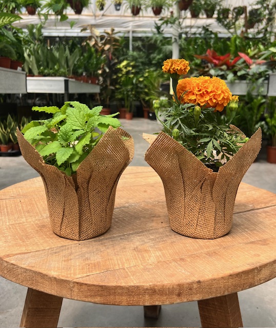 עציץ פורחים | מיקס עשבי טיבול ביוטה + מיני כף שתילה + פרפר.
מגיע ארוז בצלופן.

ניתן לקבל באריזה יוטה חומה או יוטה לבנה.

