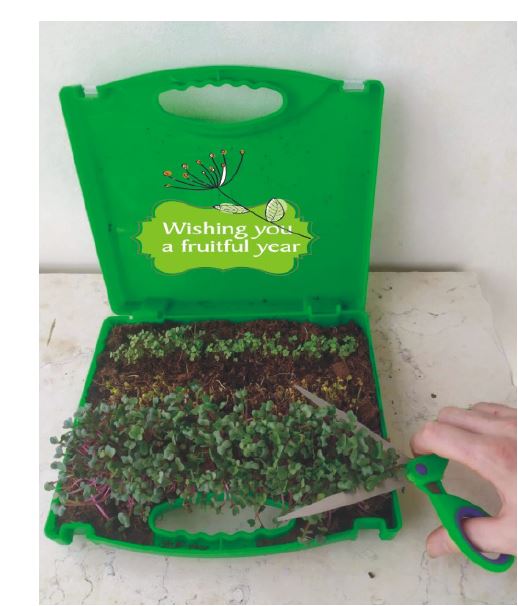 מנבטה עליזה - גינת נבטים במזוודה מאובזרת מוגשת עם אדמה, 3 סוגי נבטים (ברוקולי, רוקט וצנונית) מתז מים וכלי עבודה מיני. 

מגיע עם הוראות שתילה.
לאחר יומיים כבר מתחילה נביטה ולאחר שבוע אפשר לקצור ולשים בסנדוויץ או בסלט.

