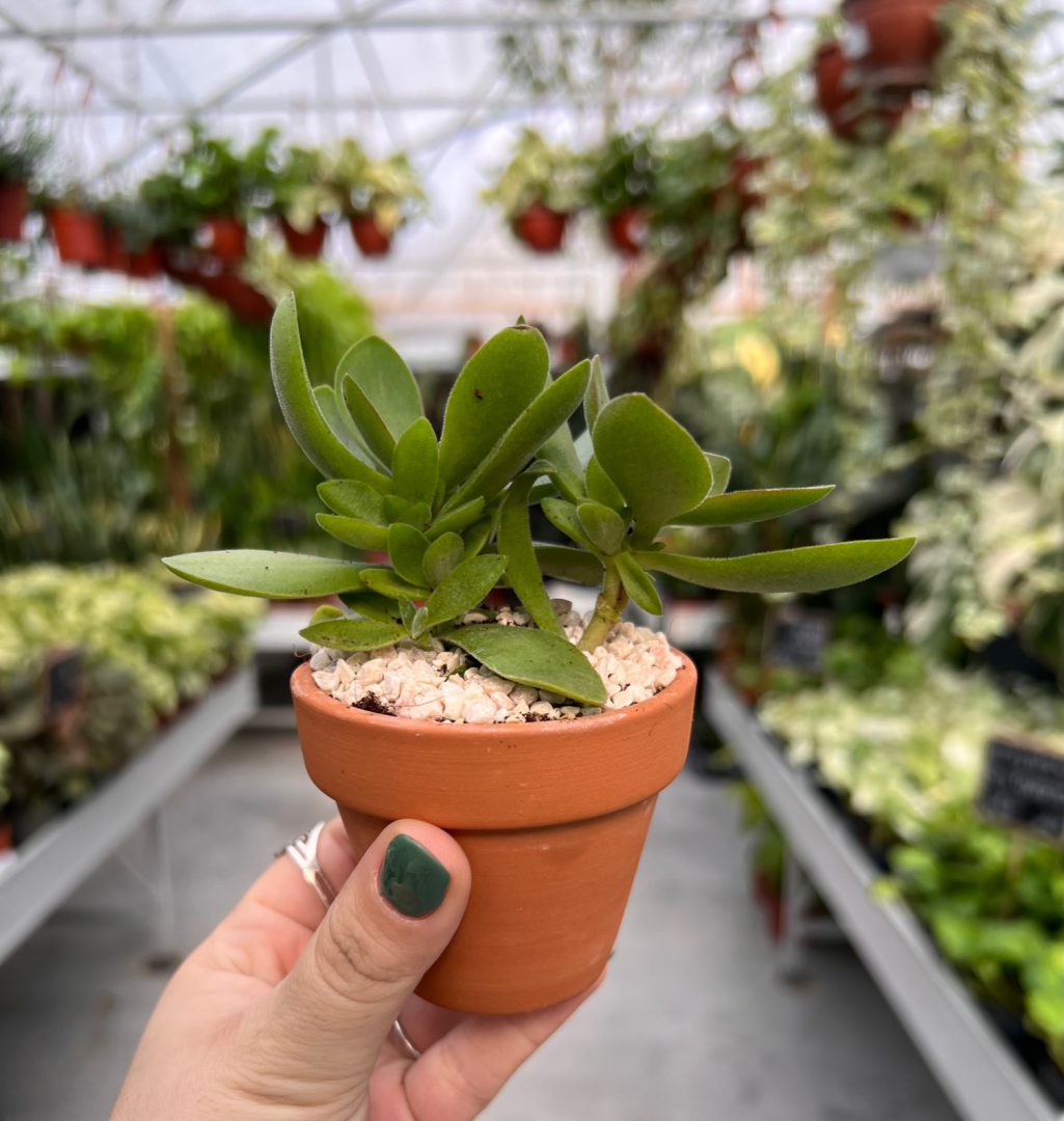 סוקולנט מיני בטרקוטה. 
קוטר עציץ 7 ס