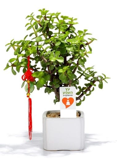 עץ השפע בעציץ קרמי 9x9 ס"מ. 