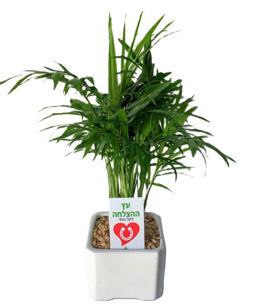 עץ ההצלחה בעציץ קרמי 9x9 ס"מ. 