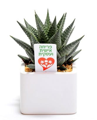 פריחה אישית ועסקית בעציץ קרמי 9x9 ס