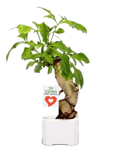 עץ האהבה בעציץ קרמי 8x8 ס"מ. 