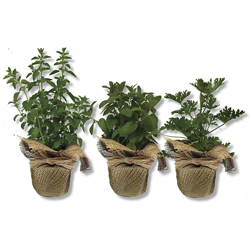 עציץ תבלין ביוטה. 
עציץ פלסטיק.