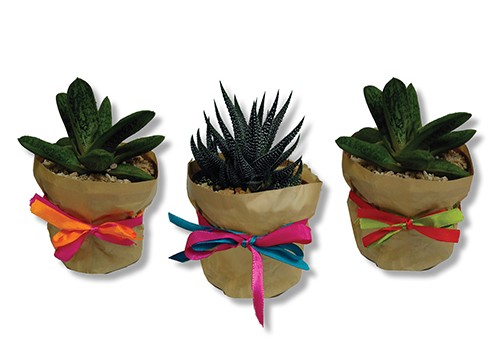 סקולנט בעציץ פלסטיק עטוף בנייר קראפט.
גודל עציץ 7.5×10 ס"מ.