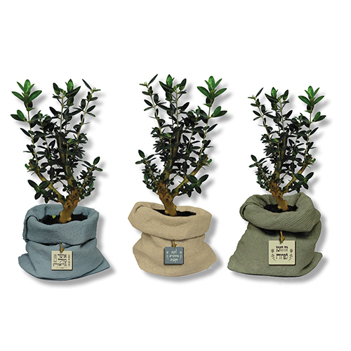 שתיל זית בעציץ בטון דמוי שק. 
מידת העציץ ללא הצמח כ 17×15 ס