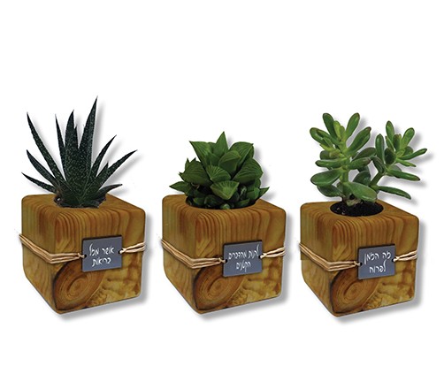 עציץ קוביה מעץ עם סקולנט.
מידת העציץ 10×10 ס