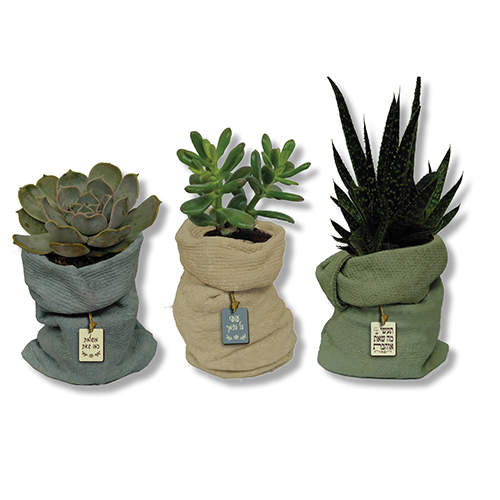 סקולנט בעציץ בטון דמוי שק. 
מידת העציץ ללא הצמח כ-17×15 ס