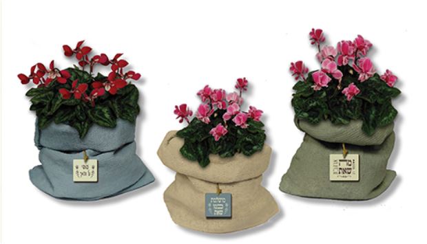 רקפת בעציץ בטון דמוי שק. 
מידת העציץ ללא הצמח כ-18×22 ס