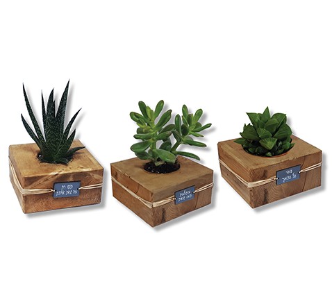 סקולנט בעציץ עץ.

מידה: 13.5×13.5 ס