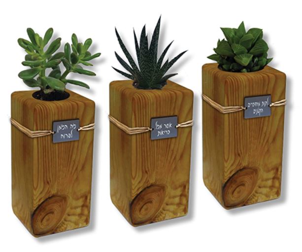 עציץ מלבני מעץ עם סקולנט. 
מידת העציץ 20×10 ס