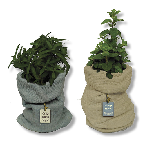 צמח תבלין בעציץ בטון דמוי שק. 
מידת העציץ ללא הצמח כ-17×15 ס