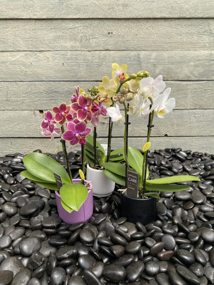 גיפטק מתנות ומוצרי פרסום